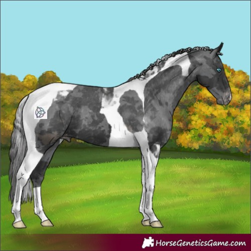 Horse Color:Black Merle Tobiano Appaloosa 