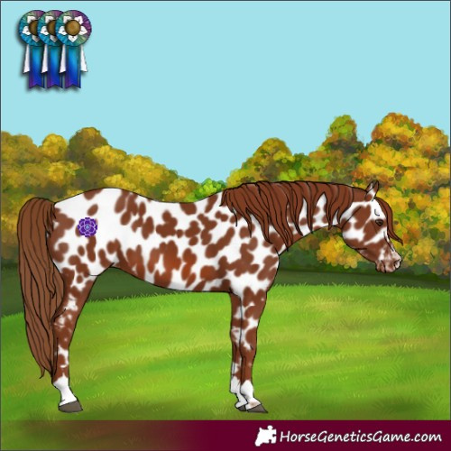Horse Color:Chestnut Near Leopard 