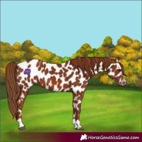 Horse Color:Chestnut Appaloosa