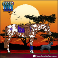 Horse Color:Chestnut Near Leopard