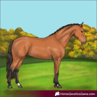 Horse Color:Bay 
