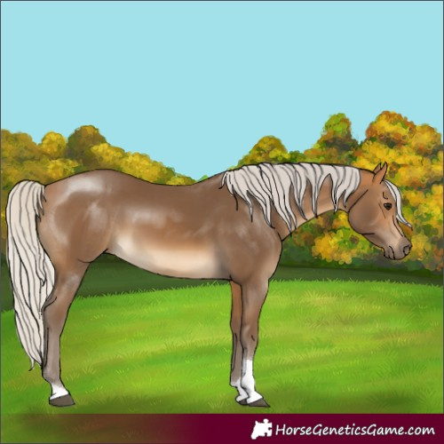 Horse Color:Silver Buckskin Tobiano Rabicano 