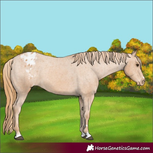 Horse Color:Chestnut Appaloosa 