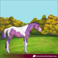 Horse Color:Watercolor Bay Sabino Tobiano 
