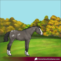 Horse Color:Grullo Splash 