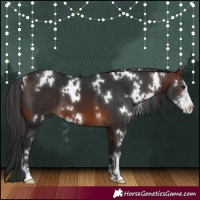 Horse Color:White Spotted Brown Sabino