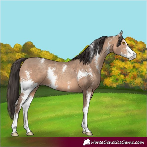 Horse Color:Sable Champagne Sabino 