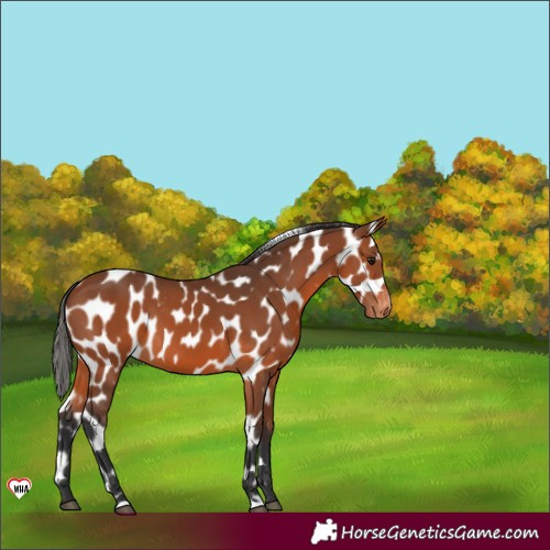 Horse Color:Bay Appaloosa 