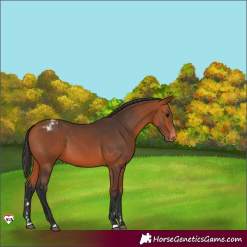 Horse Color:Bay Appaloosa 