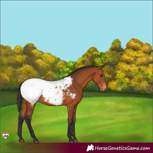 Horse Color:Bay Appaloosa 