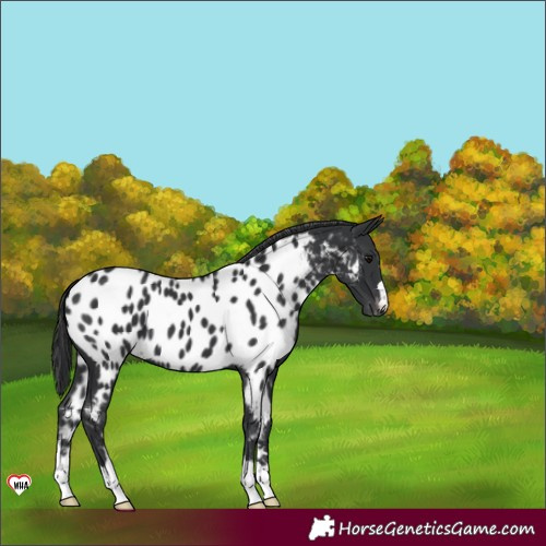 Horse Color:Black Appaloosa 