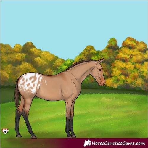 Horse Color:Bay Dun Appaloosa 