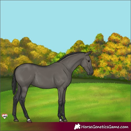Horse Color:Grullo 