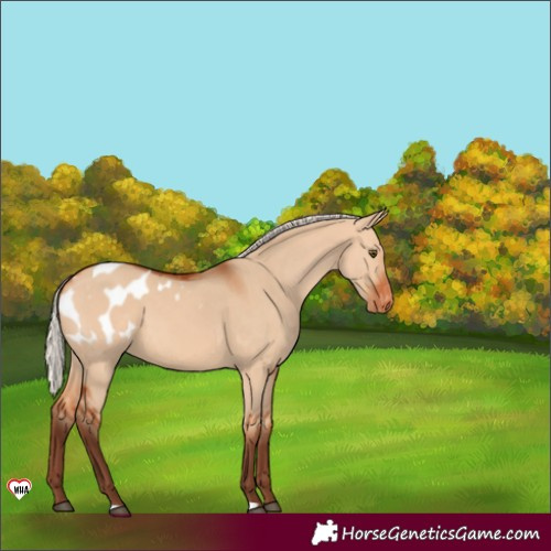 Horse Color:Silver Bay Dun Appaloosa 