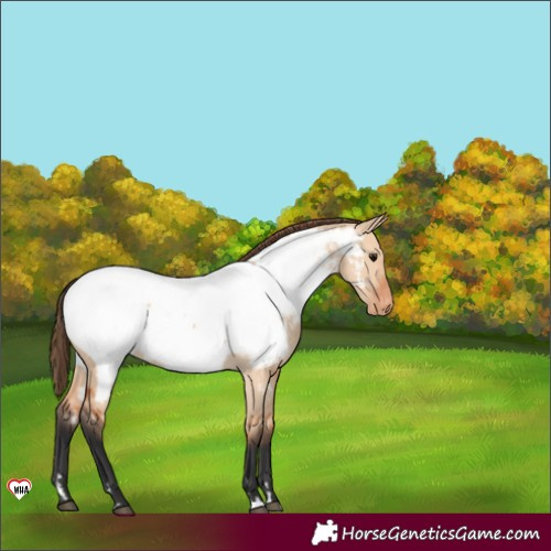 Horse Color:Bay Dun Near Fewspot Rabicano 