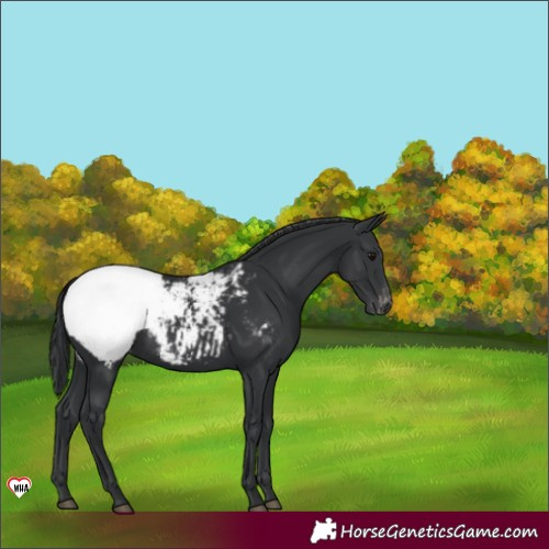 Horse Color:Black Snowcap Rabicano 
