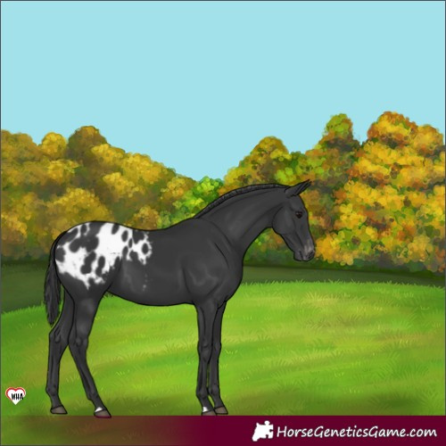 Horse Color:Black Appaloosa 