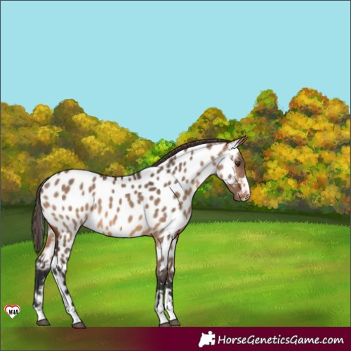 Horse Color:Brown Dun Appaloosa 
