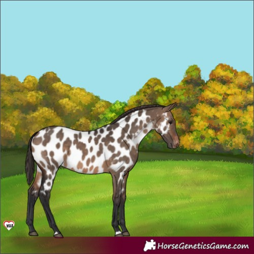 Horse Color:Brown Dun Appaloosa 