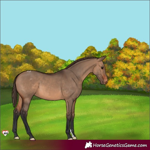 Horse Color:Brown Dun Appaloosa 