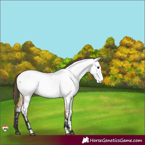 Horse Color:Bay Dun Appaloosa 