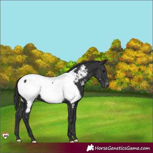 Horse Color:Black Appaloosa 