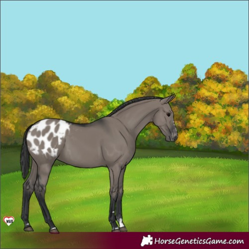 Horse Color:Grullo Appaloosa 