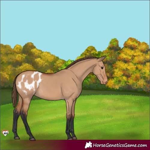 Horse Color:Bay Dun Appaloosa 