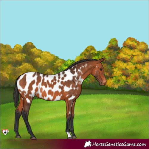 Horse Color:Bay Appaloosa 