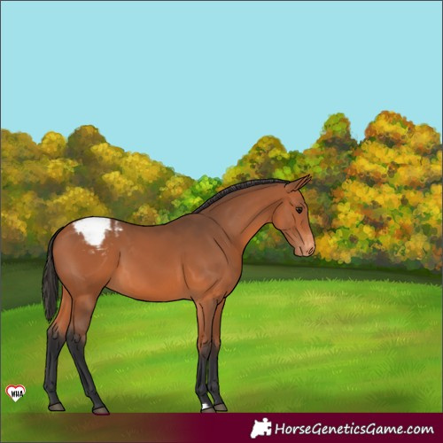 Horse Color:Bay Varnish 