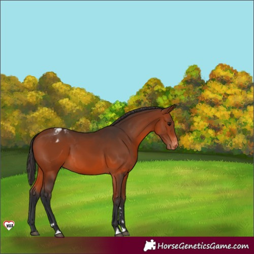 Horse Color:Bay Appaloosa 