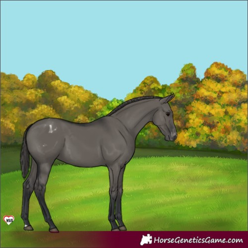 Horse Color:Grullo Appaloosa 