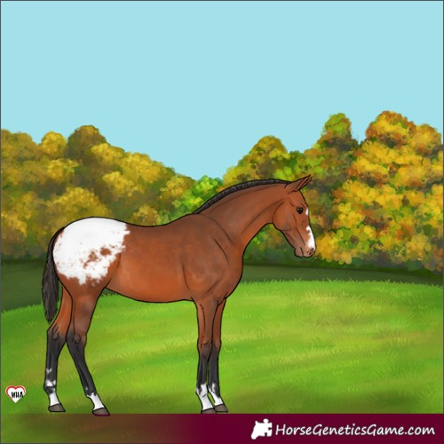 Horse Color:Bay Snowcap 