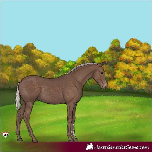 Horse Color:Silver Black Appaloosa 