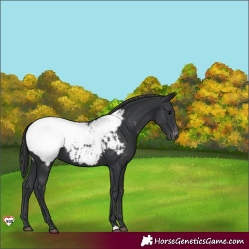 Horse Color:Black Appaloosa 