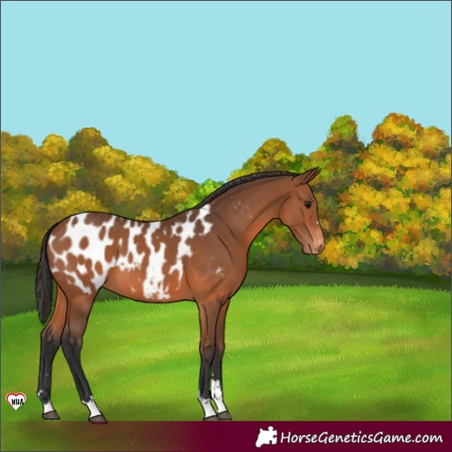 Horse Color:Bay Blanket 