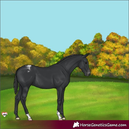 Horse Color:Black Appaloosa 