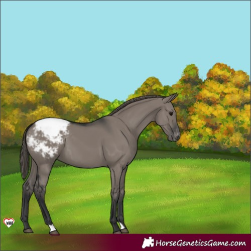 Horse Color:Grullo Varnish 