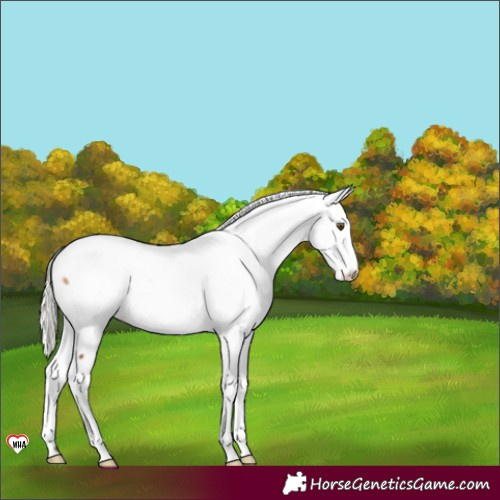 Horse Color:Silver Brown Dun Fewspot 