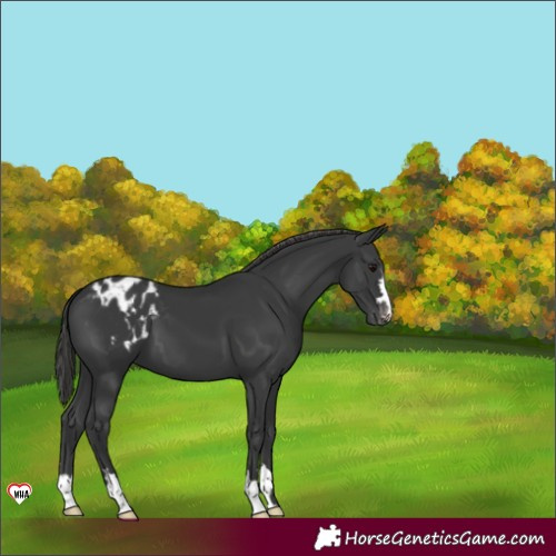 Horse Color:Black Blanket 