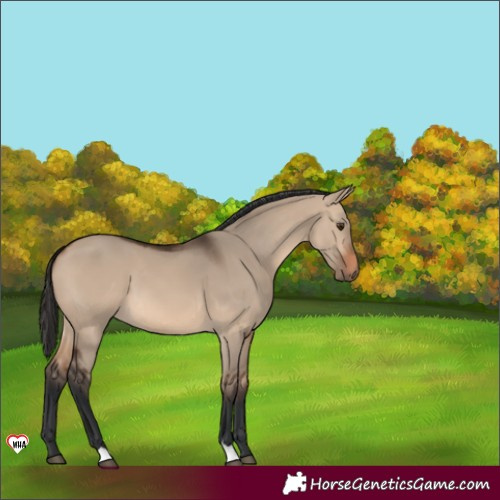 Horse Color:Brown Dun 