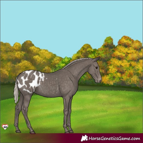 Horse Color:Silver Black Appaloosa 