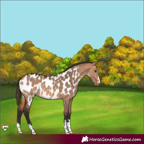 Horse Color:Bay Dun Appaloosa 