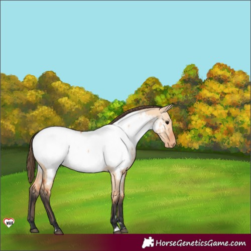 Horse Color:Bay Dun Near Fewspot 