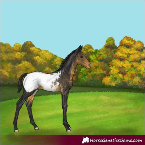 Horse Color:Buckskin Snowcap 