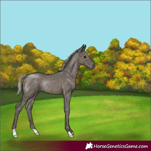 Horse Color:Silver Black Rabicano 
