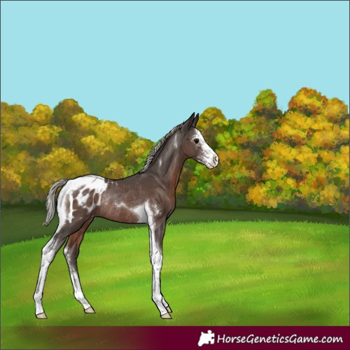 Horse Color:Silver Black Sabino Tobiano Blanket Rabicano 