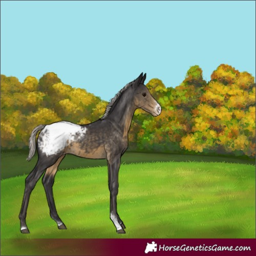 Horse Color:Silver Smoky Black Sabino Snowcap 