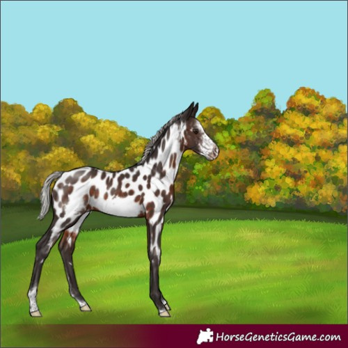 Horse Color:Silver Brown Sabino Frame Near Leopard Rabicano 