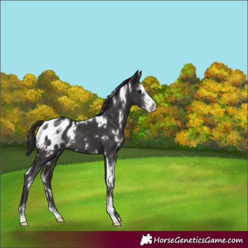 Horse Color:White Spotted Smoky Black Sabino Appaloosa Rabicano 